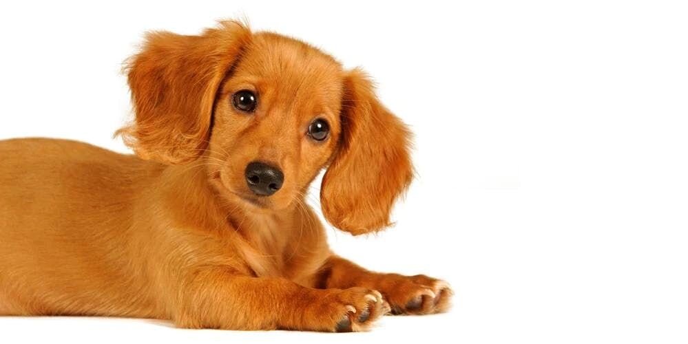 犬が首をかしげる理由 6選