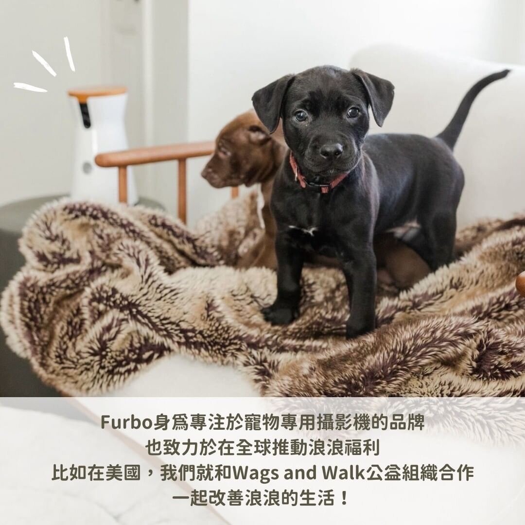 浪浪公益組織福利