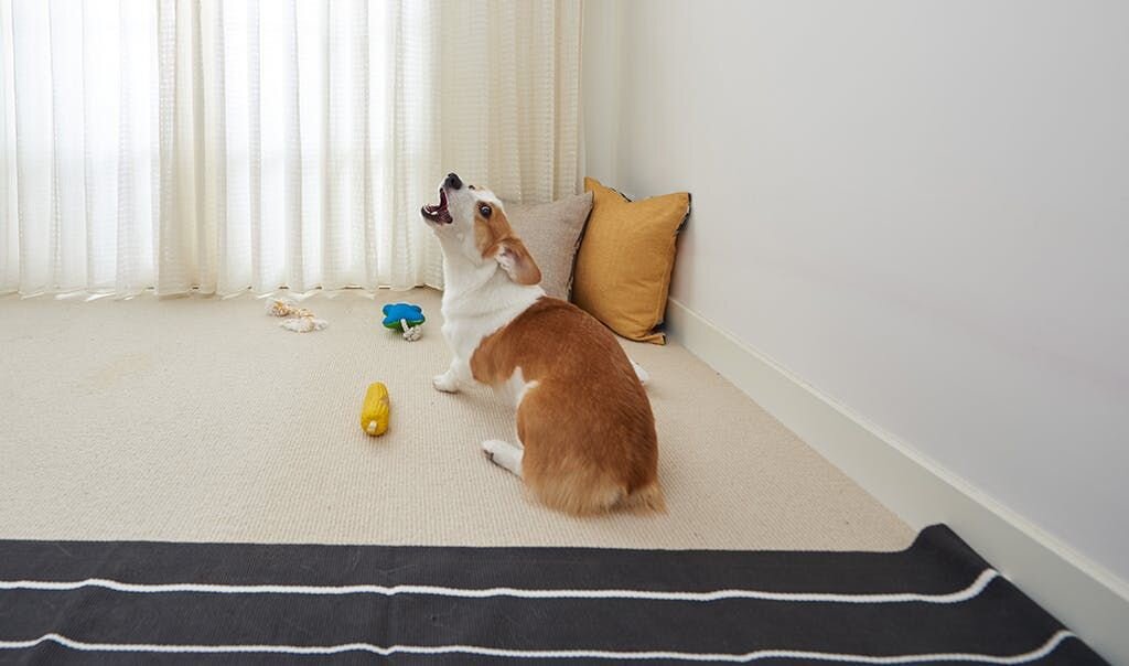 狗狗一直叫怎麽辦？從狗狗角度出發，解鎖安心陪伴法