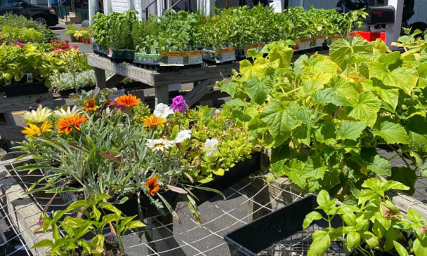 Plants In-store supply