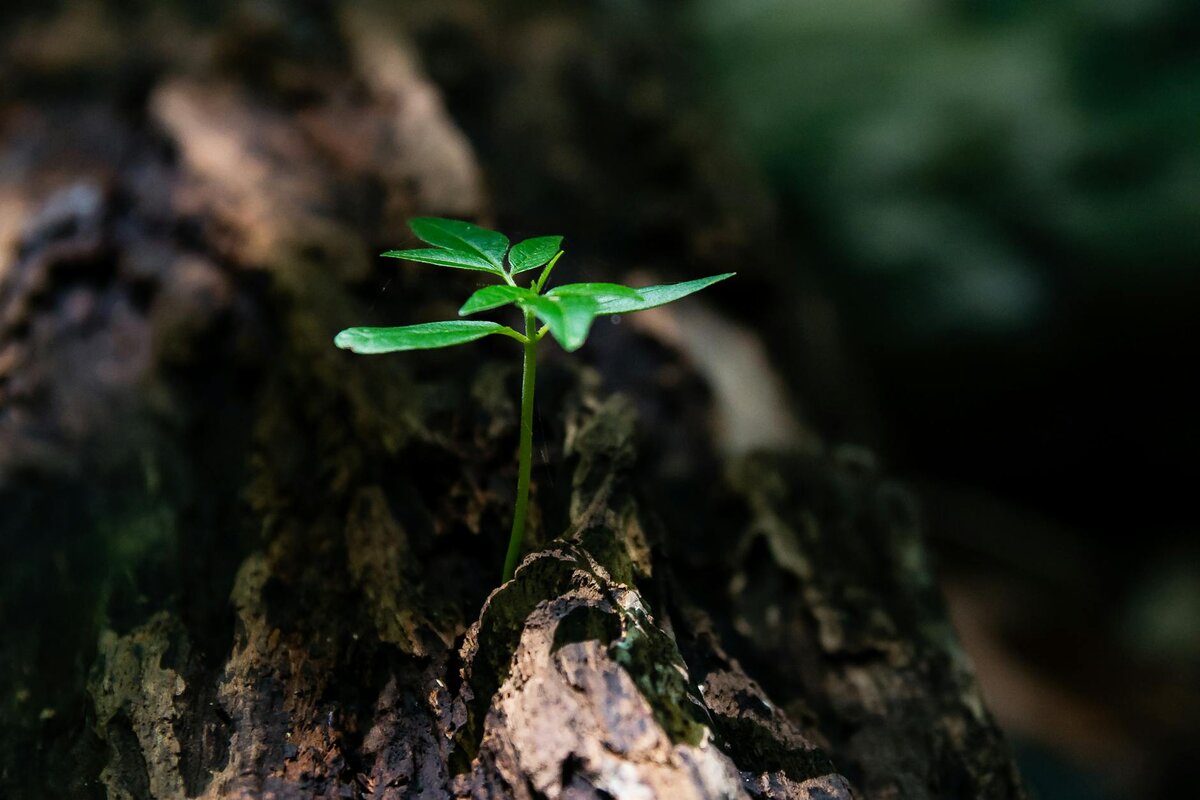 Plant growing out of rotten tree trunk