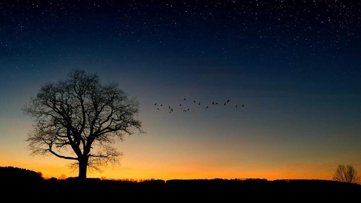 sunset with tree and birds