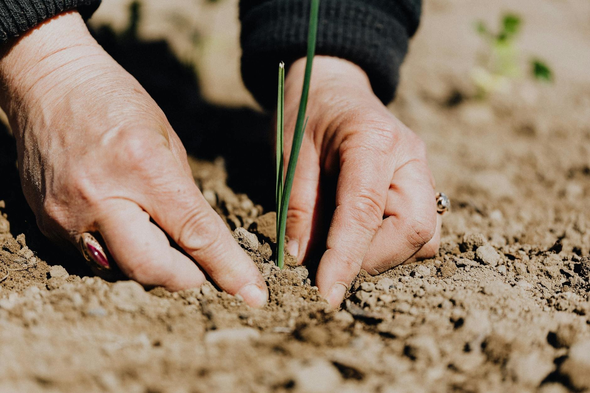 Woman planting a seed