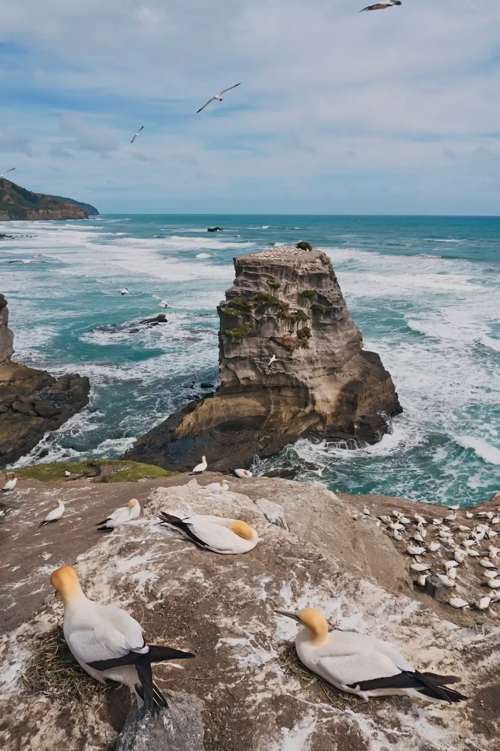 Gannets resting on coastal cliffs above rough ocean waves and sea stacks.