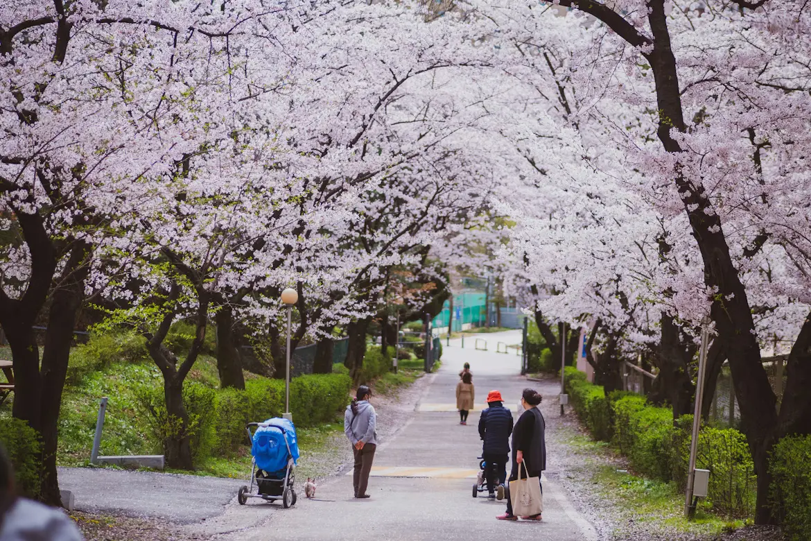 People strolling along a path lined with blooming cherry blossom trees in spring in South Korea.