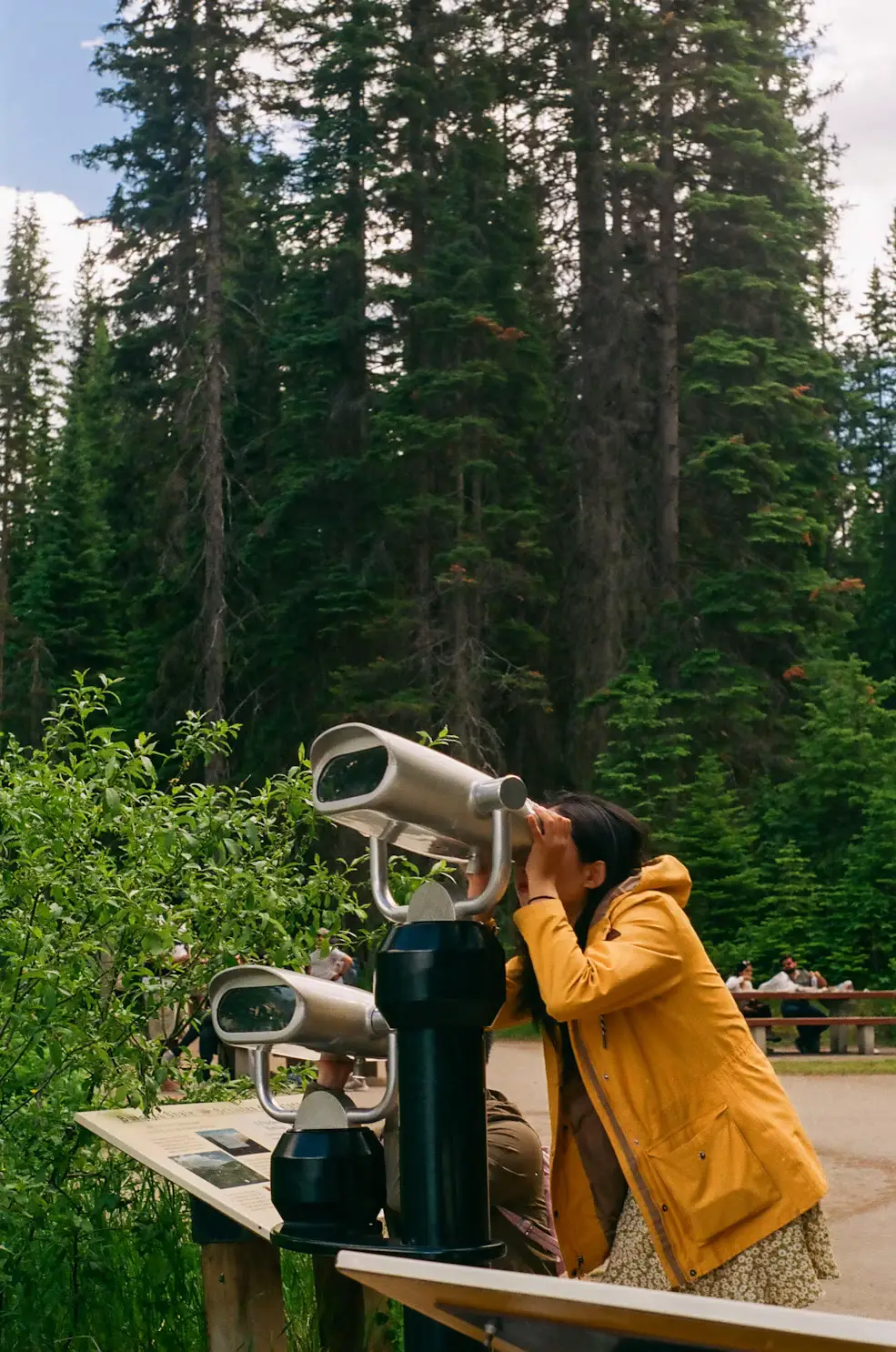 A person in a yellow jacket looking through a coin-operated viewing telescope in a forest overlook.