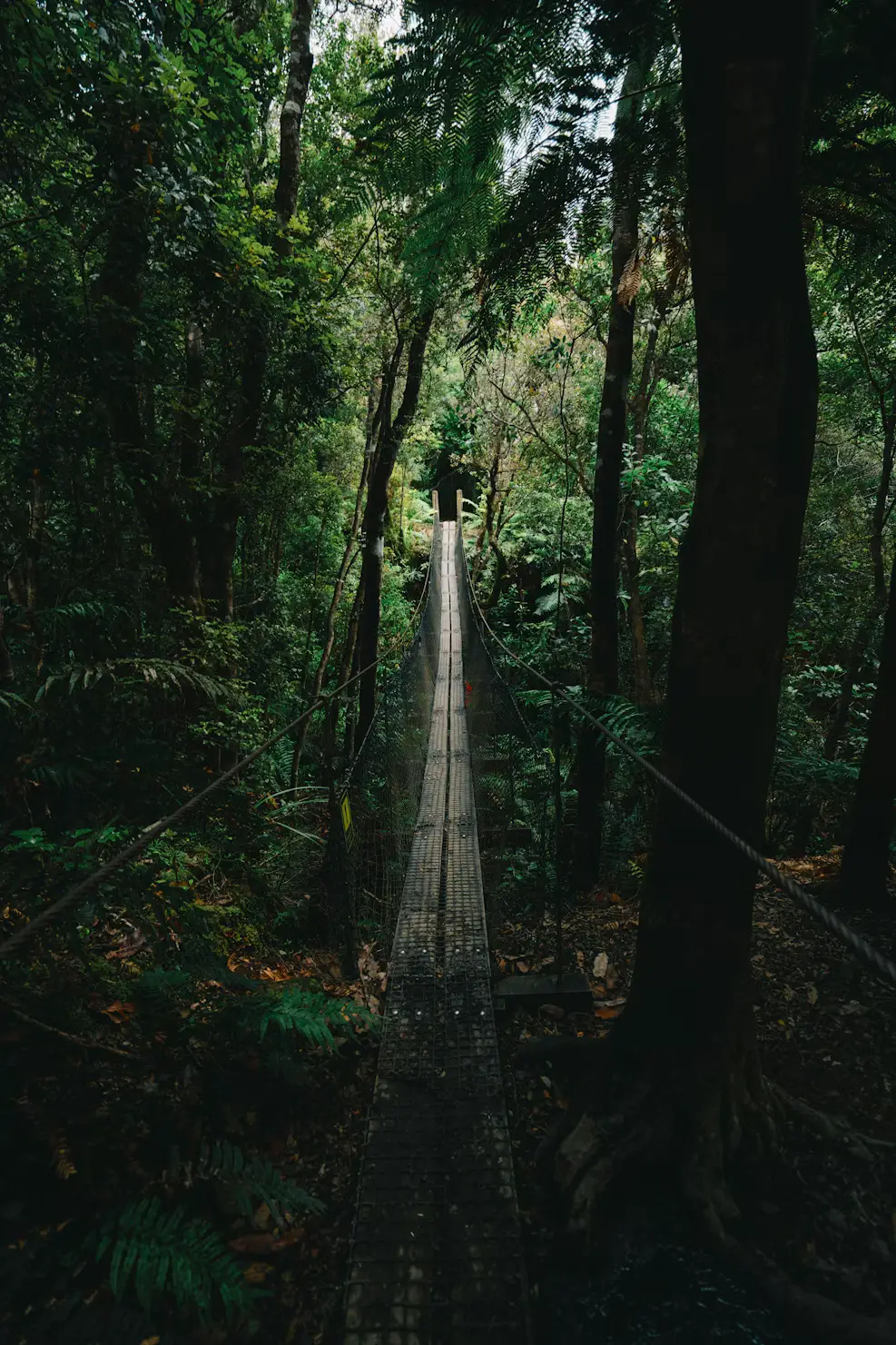 Narrow suspension bridge stretching through a dense green rainforest with tall trees and ferns.