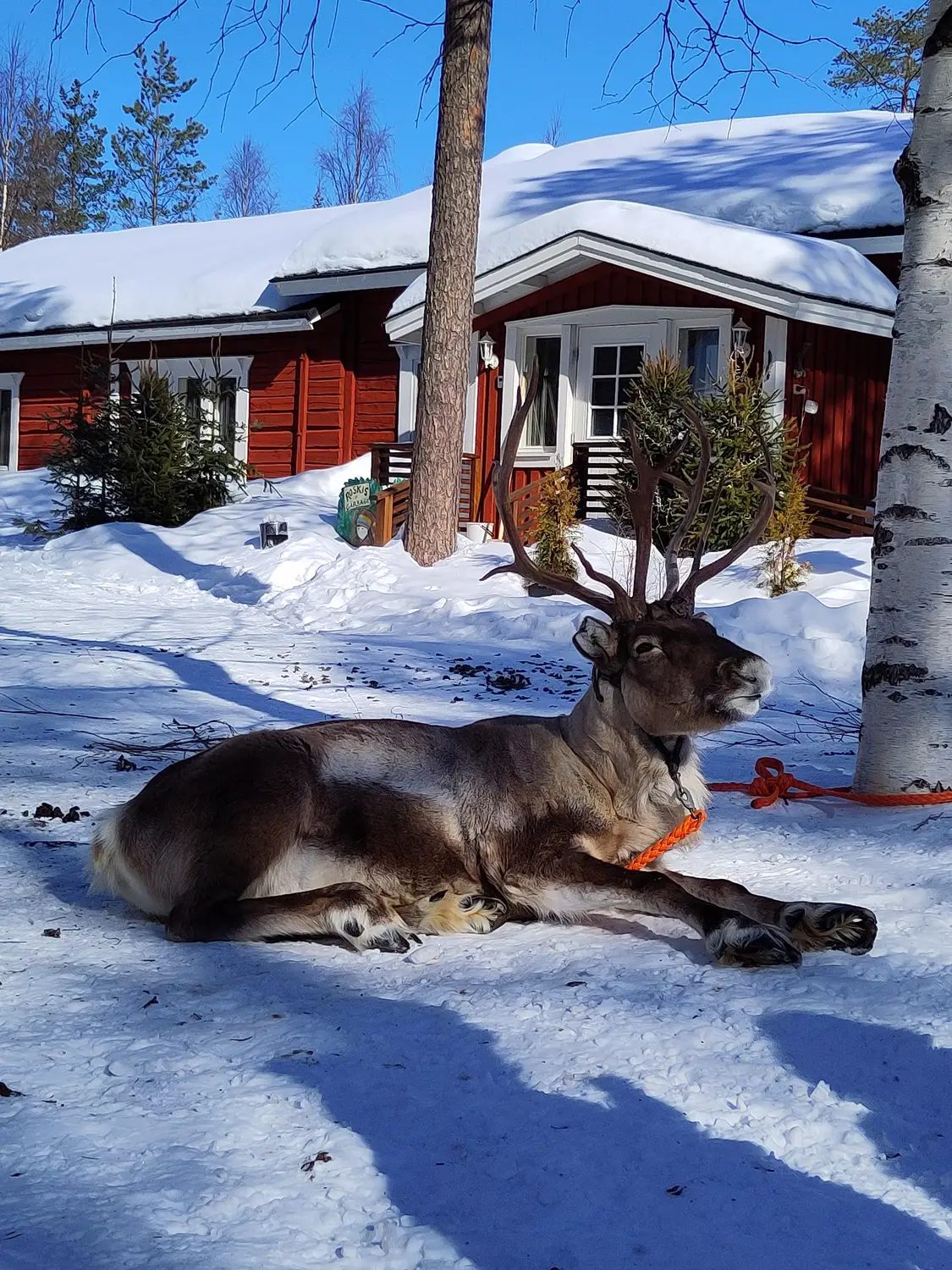 A reindeer rests in the snow outside a red wooden cabin.