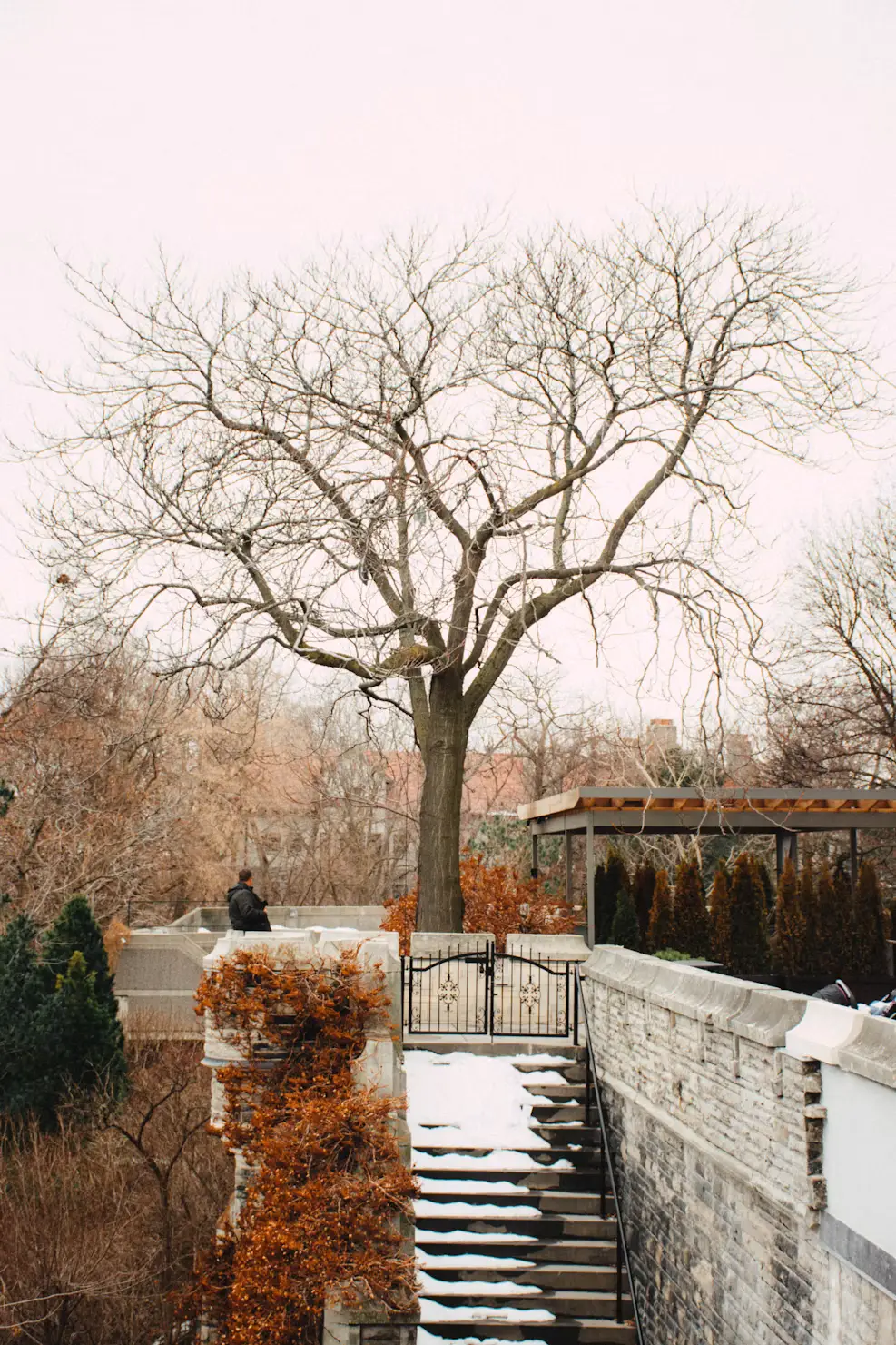 A bare winter tree beside a snow-dusted stone staircase, with historic buildings visible in the background.