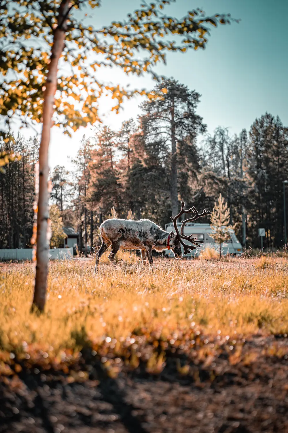 Reindeer grazing in a sunlit meadow near a forest, with a camper van in the background.