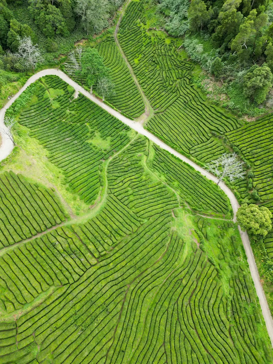 Aerial view of lush green terraced fields divided by winding roads and bordered by dense forest.