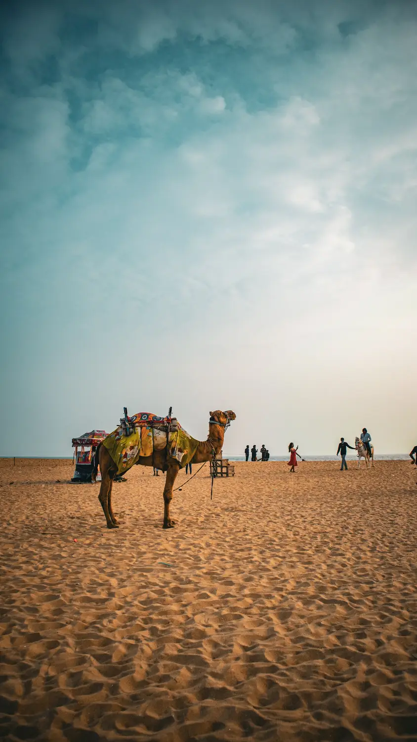 Decorated camel with colorful saddle standing on sandy beach with tourists at dusk, Puri or Juhu Beach, India