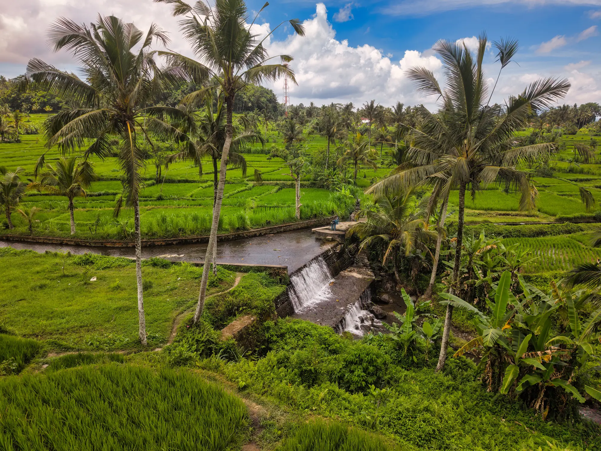 Lush green rice terraces and paddies dotted with tall palm trees under a bright blue sky in Bali, Indonesia.
