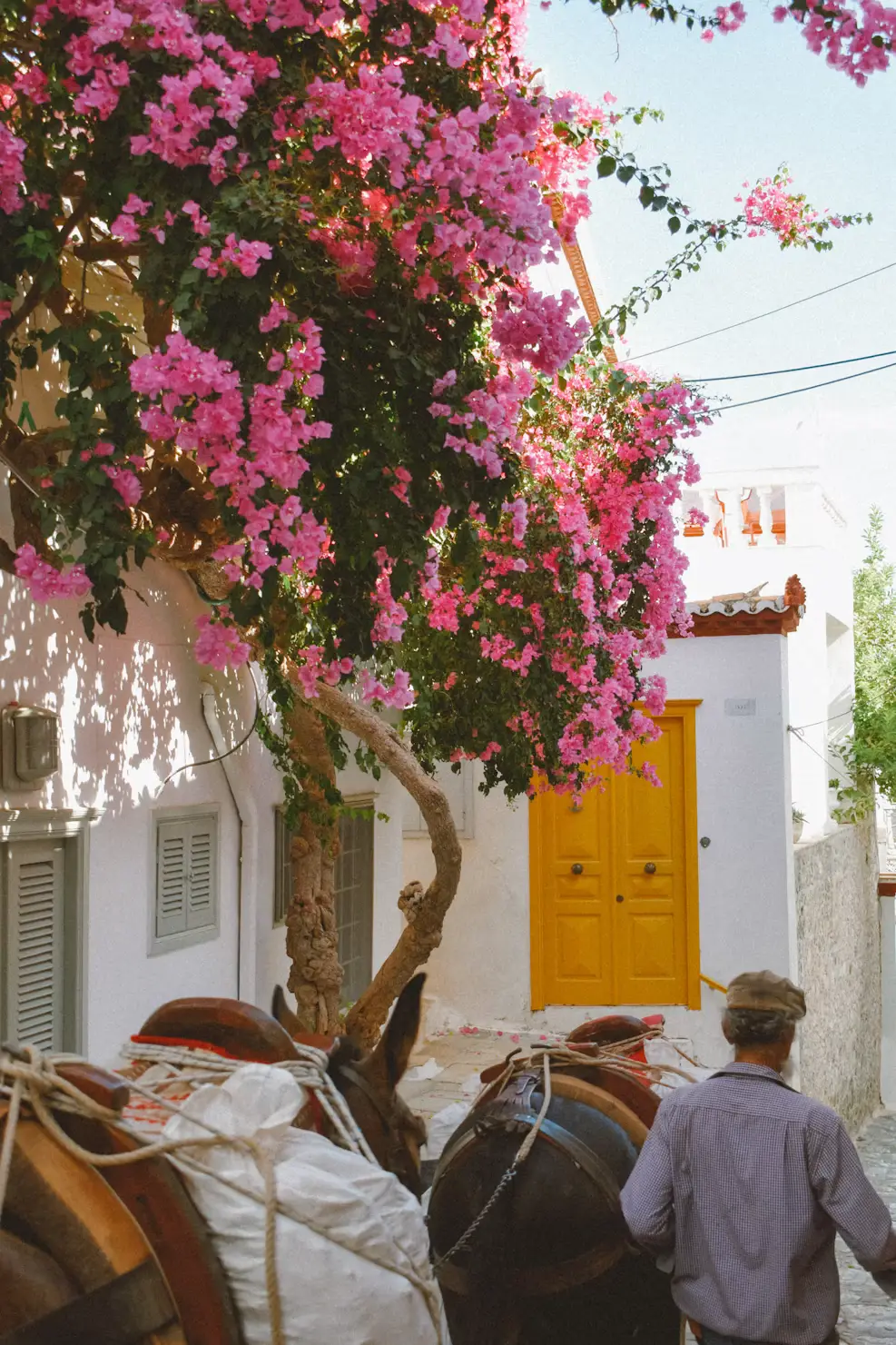 Pink bougainvillea flowers draped over a whitewashed building, with a person walking past a yellow door.