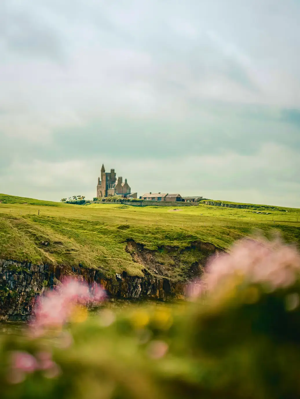Distant ruined abbey on a green clifftop headland, with wildflowers in the foreground, Ireland.