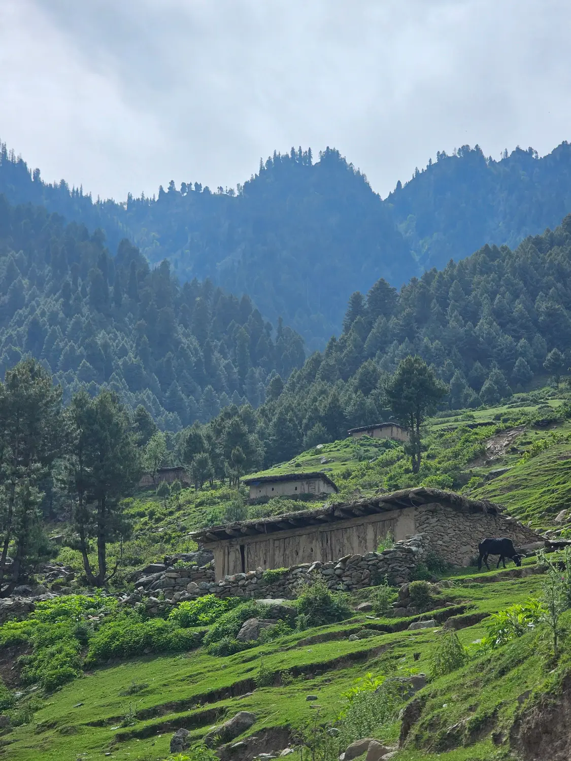 Traditional stone house on terraced green hillside with dense pine forest Neelum Valley Pakistan