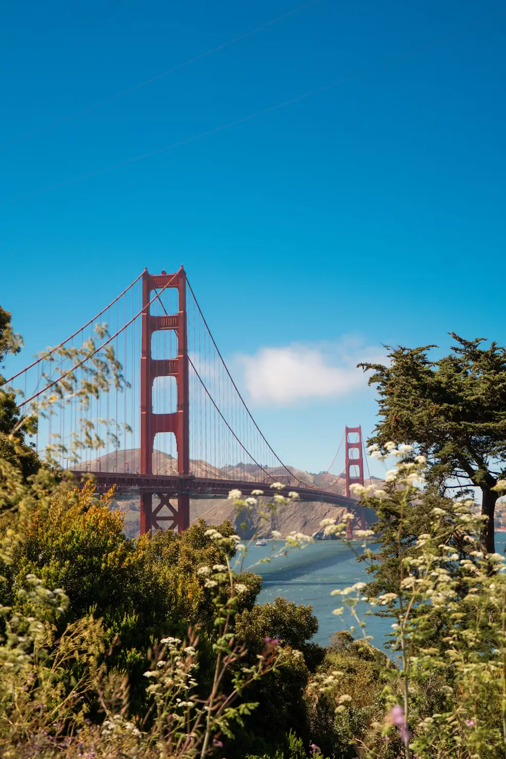 The Golden Gate Bridge's red suspension towers rise against a clear blue sky, framed by trees and wildflowers in the foreground.