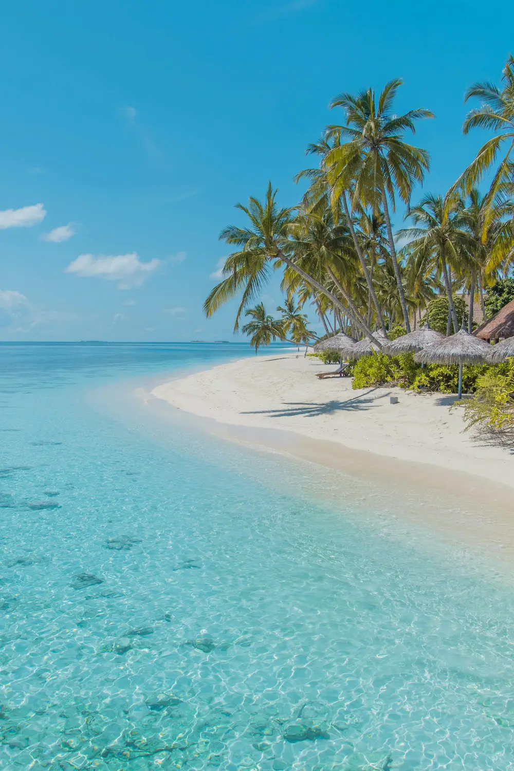 Pristine white sandbank with leaning tropical palm trees surrounded by crystal clear turquoise water in Maldives