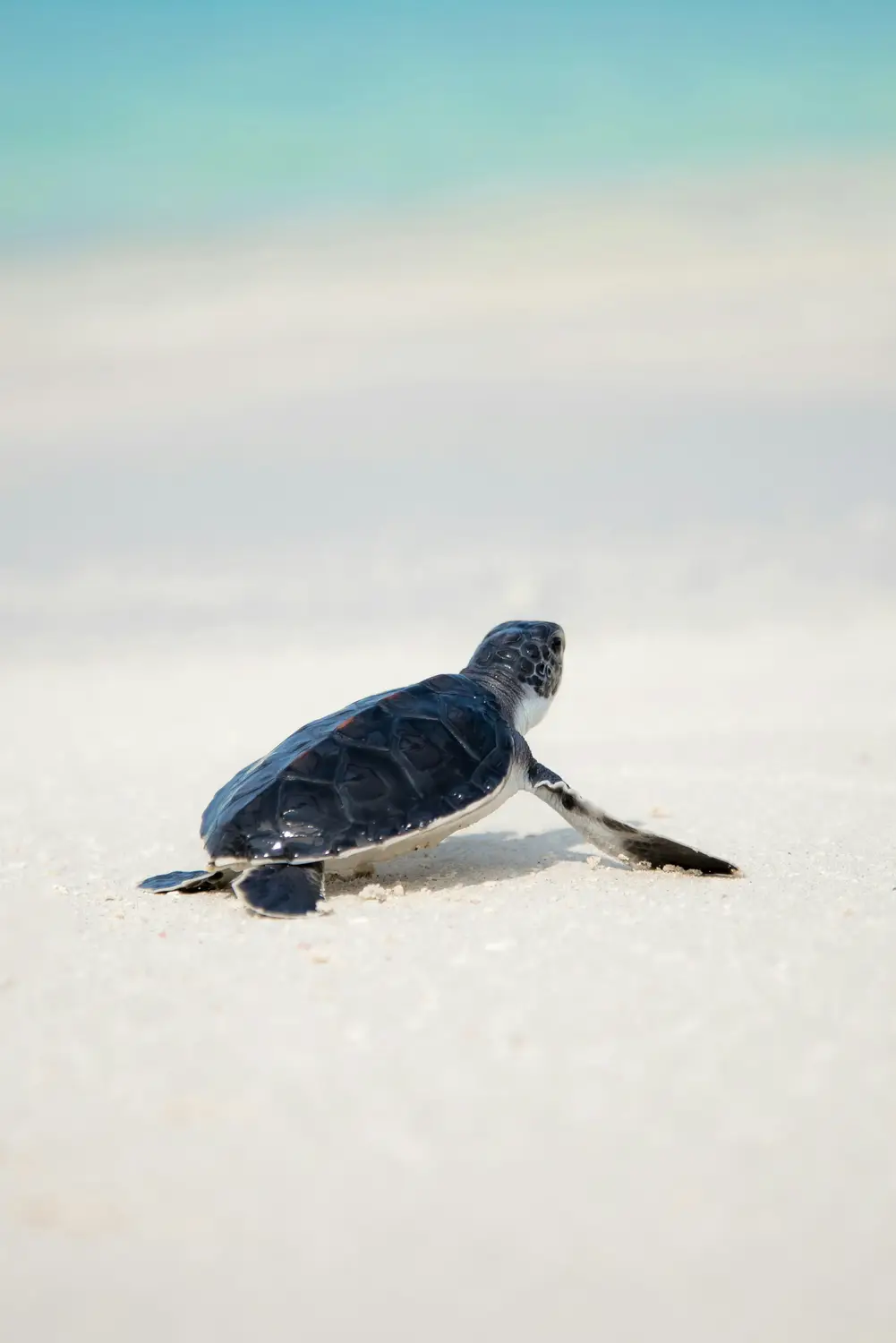 Baby green sea turtle crawling across white sand beach heading toward ocean in Maldives