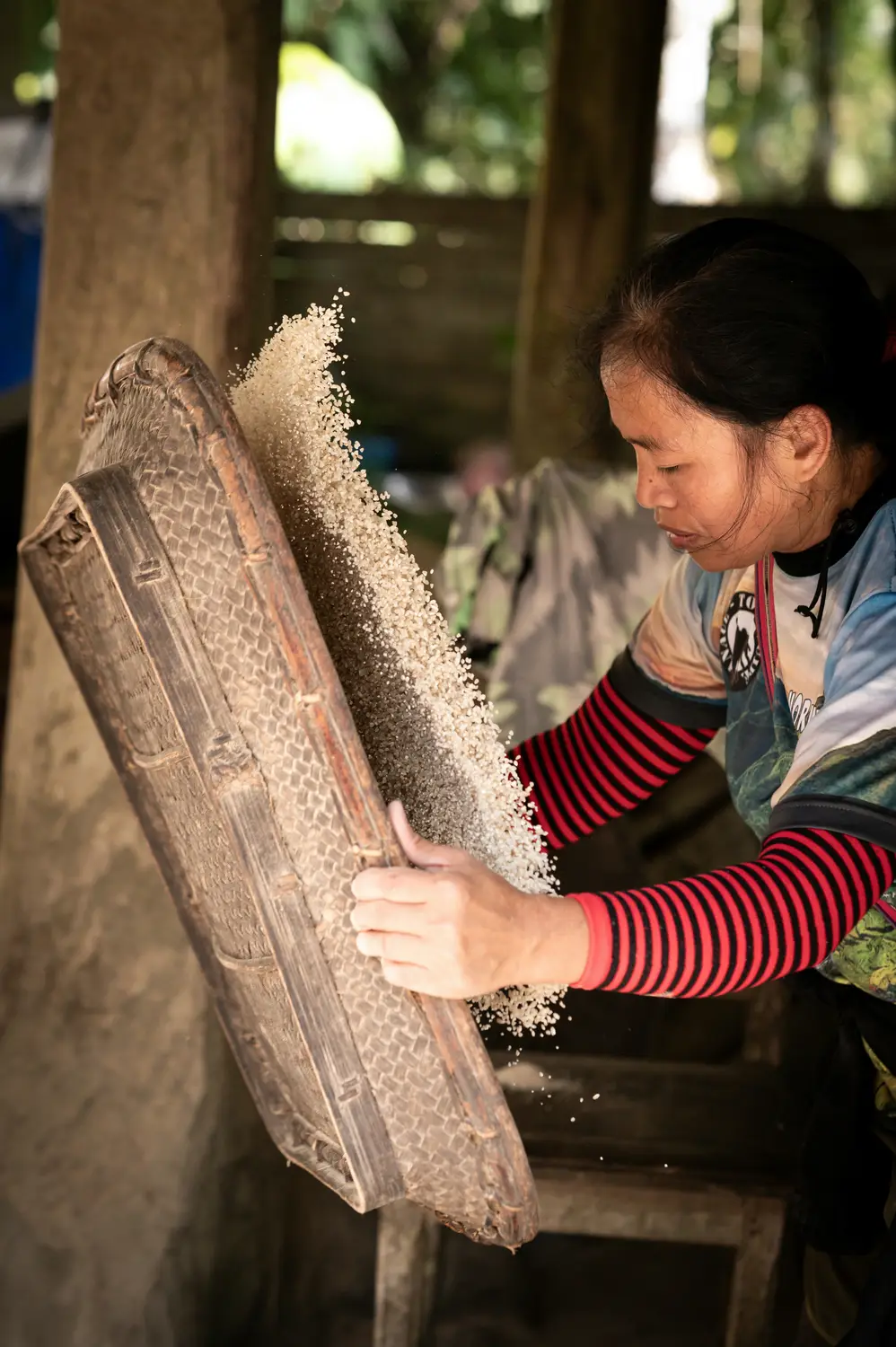 Woman winnowing rice grains on a traditional woven bamboo tray in a rural village in the Philippines.