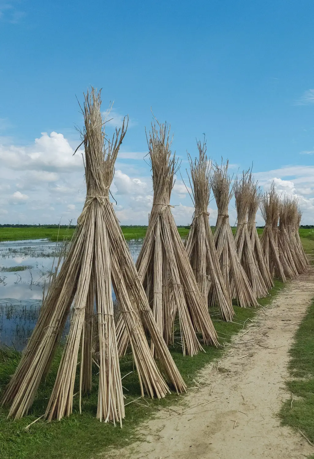 Rows of dried jute stalks bundled and standing upright beside a flooded green field under blue sky, rural Bangladesh