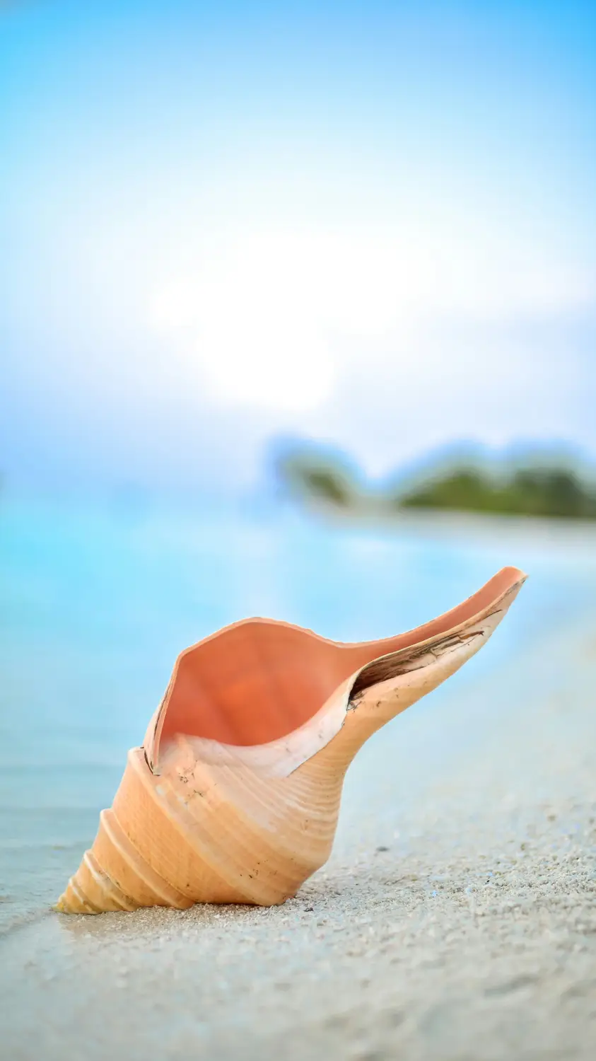 Close-up of orange conch seashell on white sandy beach with turquoise ocean blurred background in Maldives