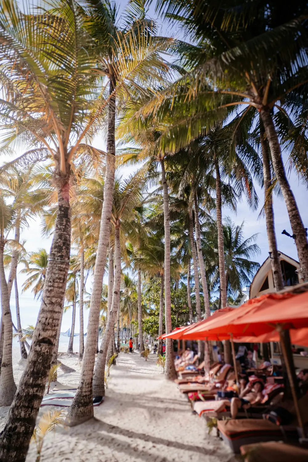 Palm-lined beach pathway with red umbrellas and lounge chairs at a tropical resort in the Philippines.
