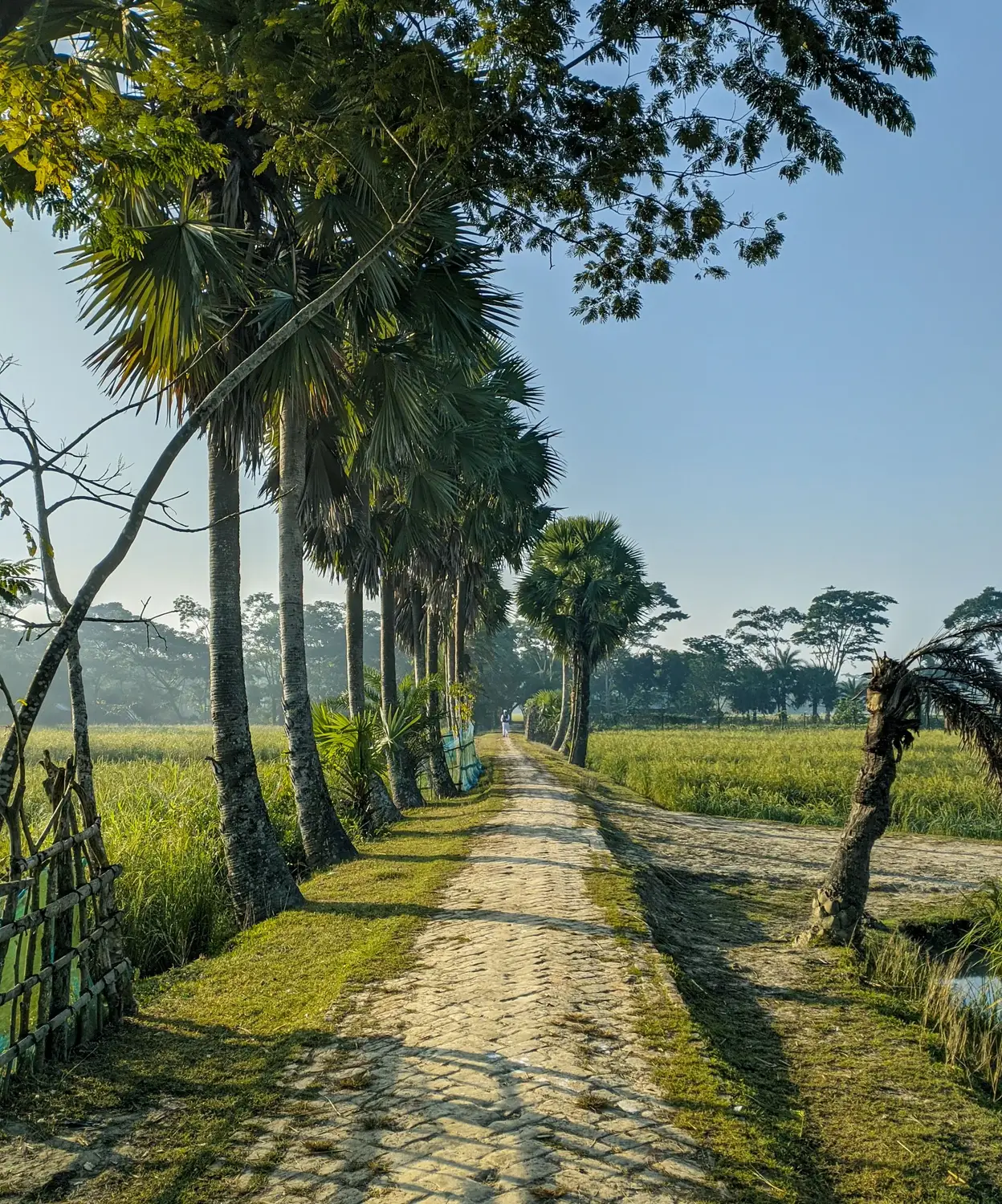 Scenic brick pathway lined with tall palm trees through green rice fields in morning light, rural Bangladesh village