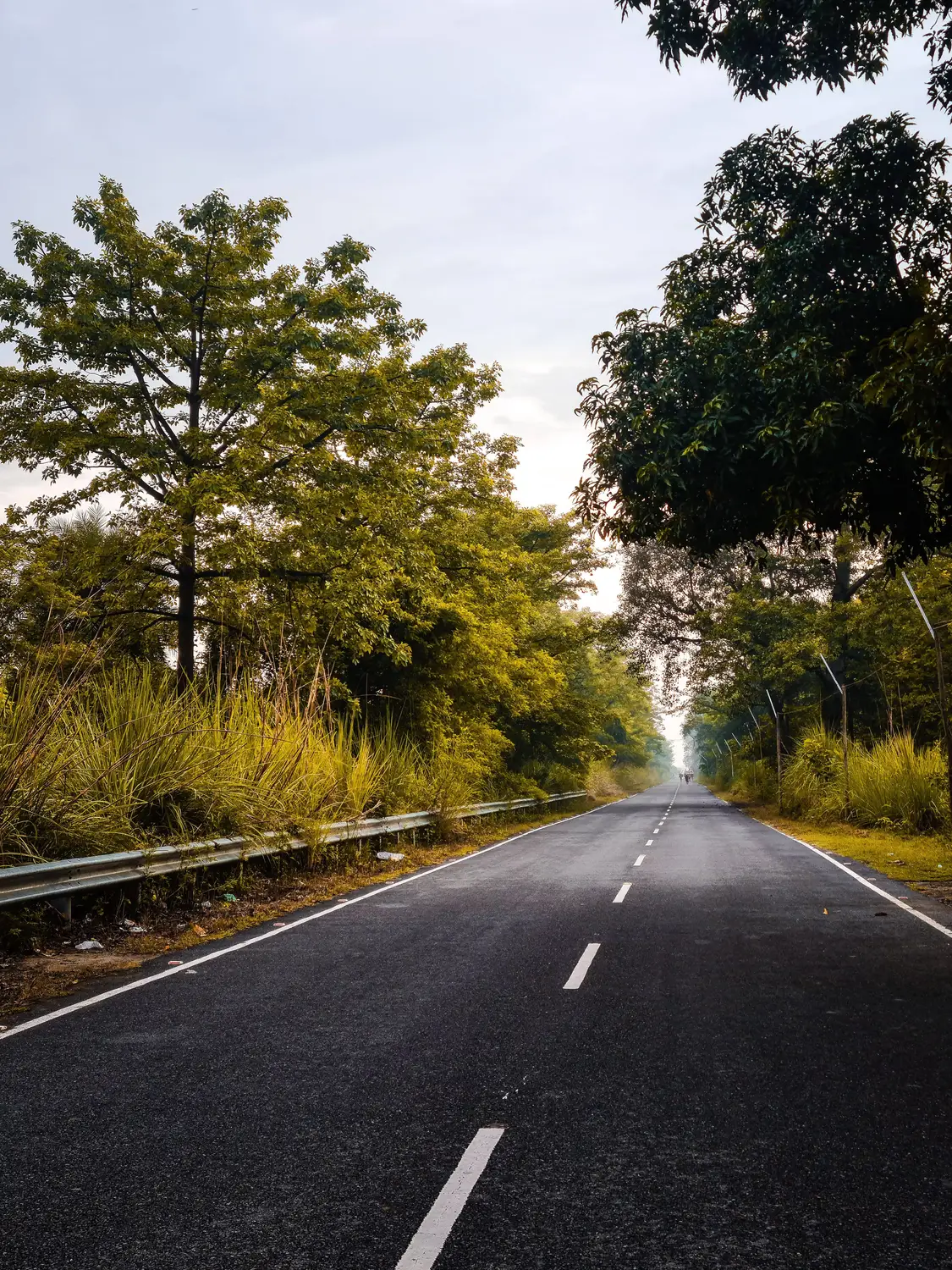 Scenic tree-lined highway road through lush green forest at golden hour, rural India road trip