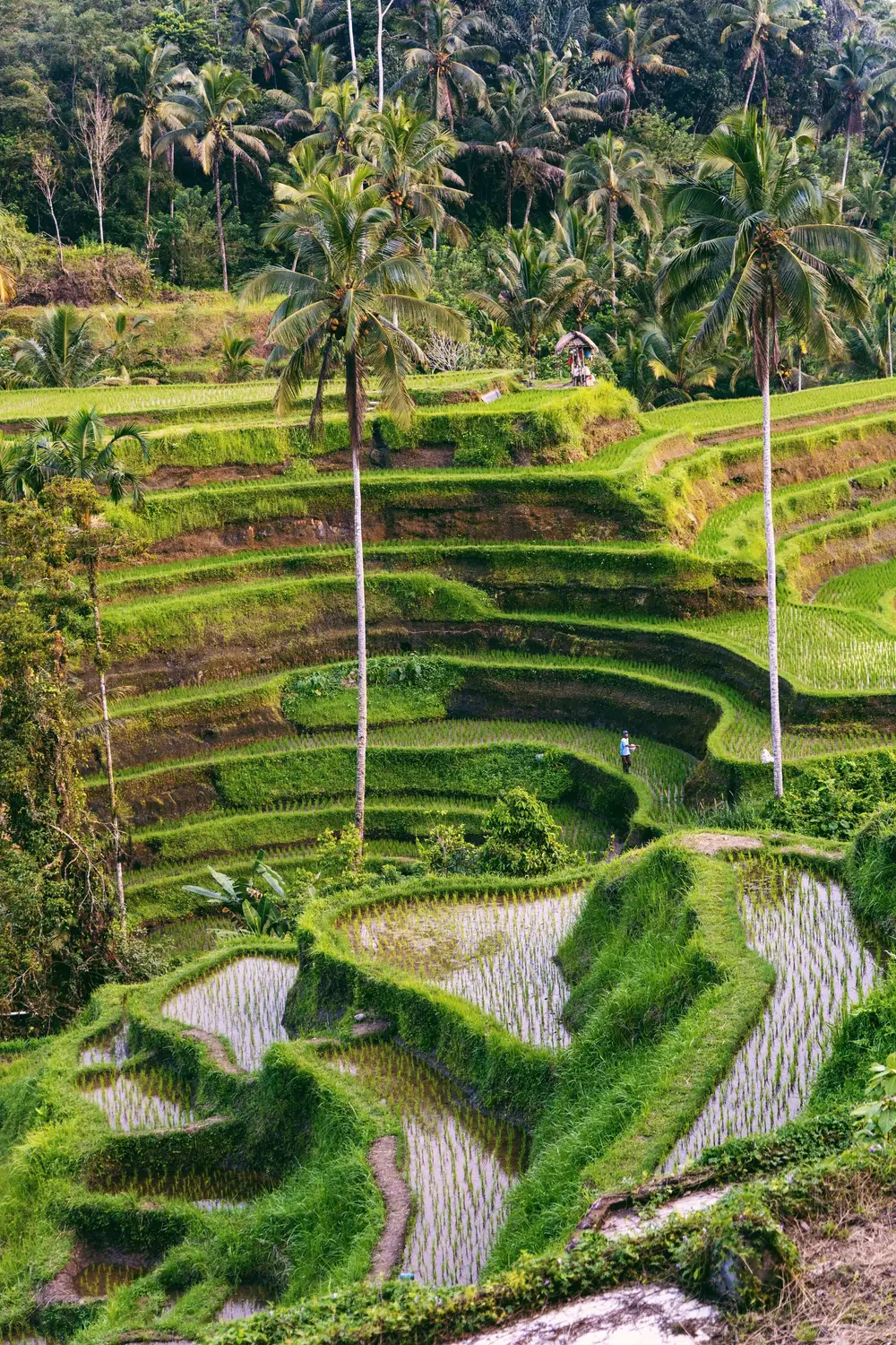 Tegallalang rice terraces with lush green stepped paddies and tall palm trees under a bright sky in Bali, Indonesia.