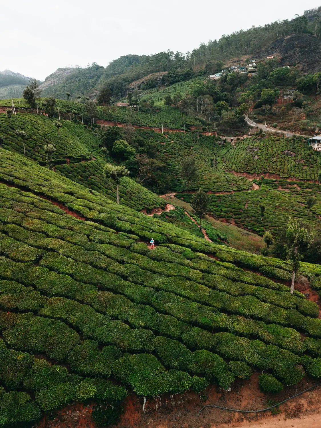 : Scenic Sylhet tea estate landscape with terraced green tea bushes covering hillsides, Bangladesh