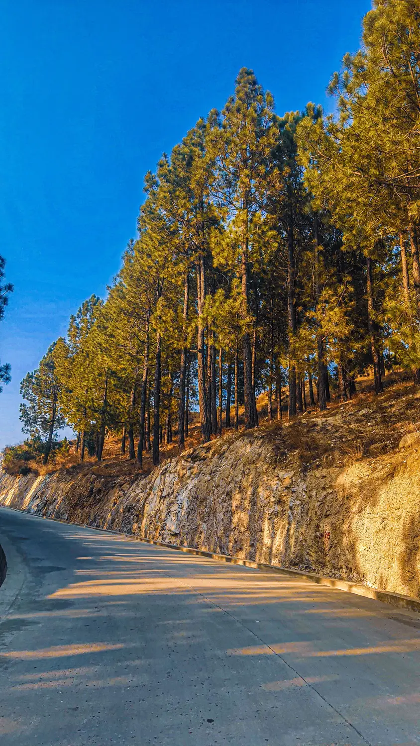 Scenic mountain highway lined with tall pine trees Murree Pakistan