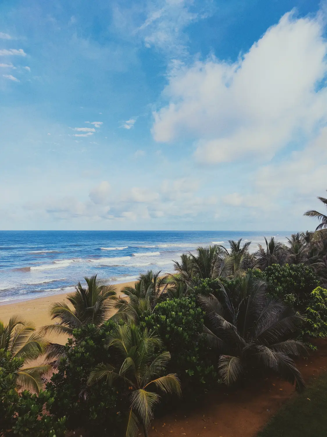 Palm-fringed tropical coastline with a sandy beach and ocean under a bright blue sky in Sri Lanka.