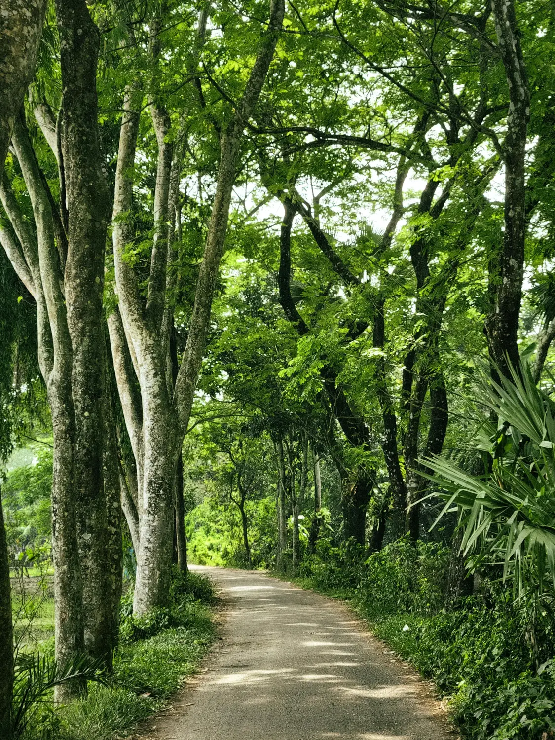 Narrow rural road through a lush green canopy of tall trees with dappled sunlight, Bangladesh countryside