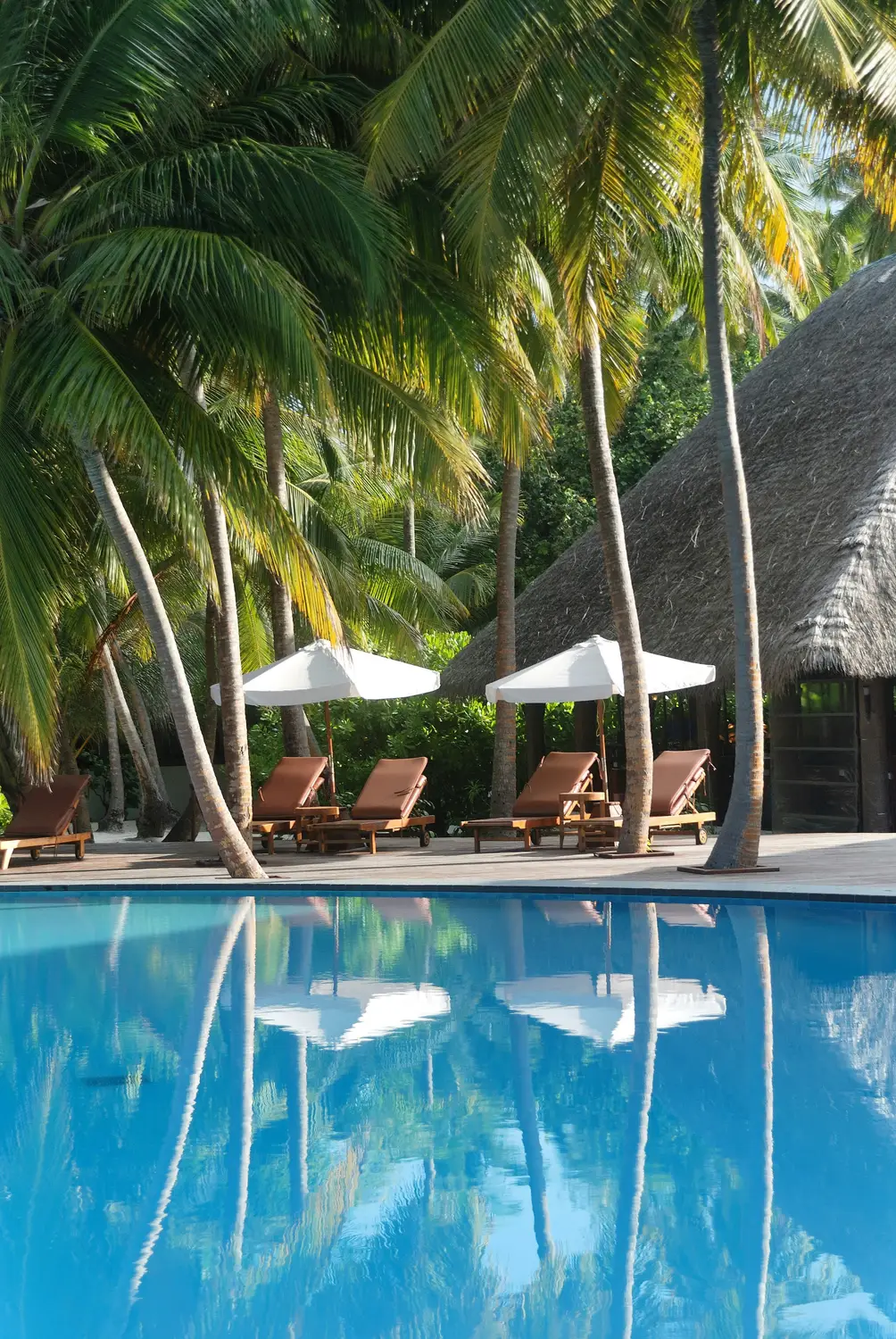 Luxury resort swimming pool with white sun loungers and umbrellas surrounded by tall tropical palm trees reflecting in calm water Maldives