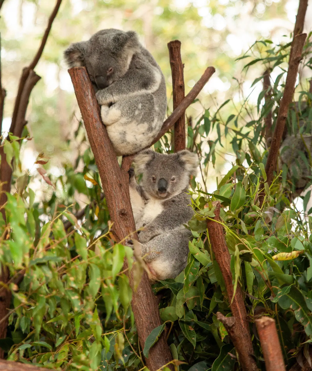 Two koalas resting in a eucalyptus tree, Australia