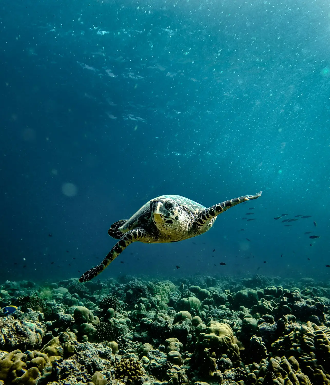 Hawksbill sea turtle swimming over coral reef in clear blue ocean water during snorkeling or diving in the Maldives