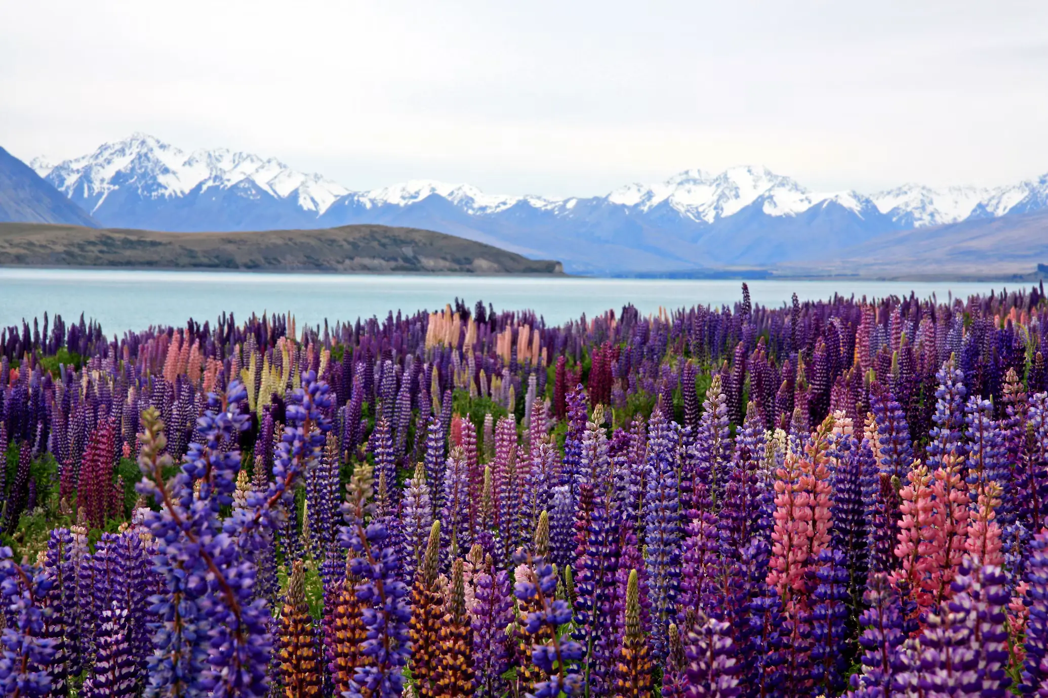 Colorful purple and pink lupine flowers beside a turquoise lake with snow-capped mountains under a cloudy sky.