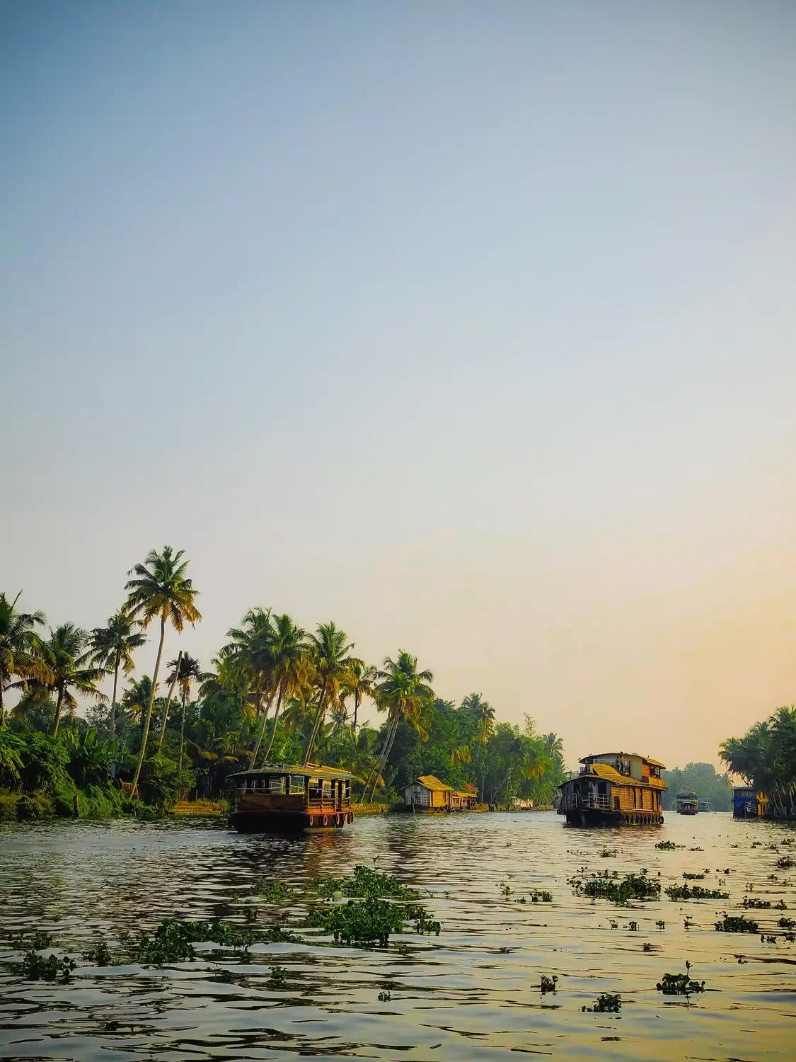 Traditional houseboats on Kerala backwaters at sunset surrounded by coconut palm trees, Alleppey, India