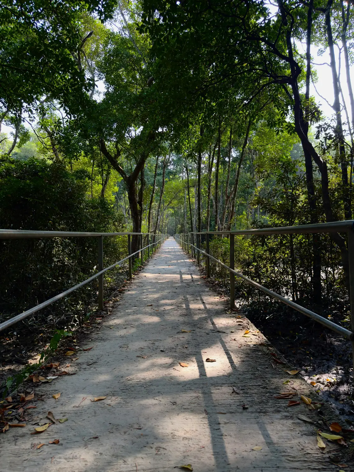 Scenic forest trail path in Sundarbans mangrove jungle with metal railing walkway, Bangladesh ecotourism