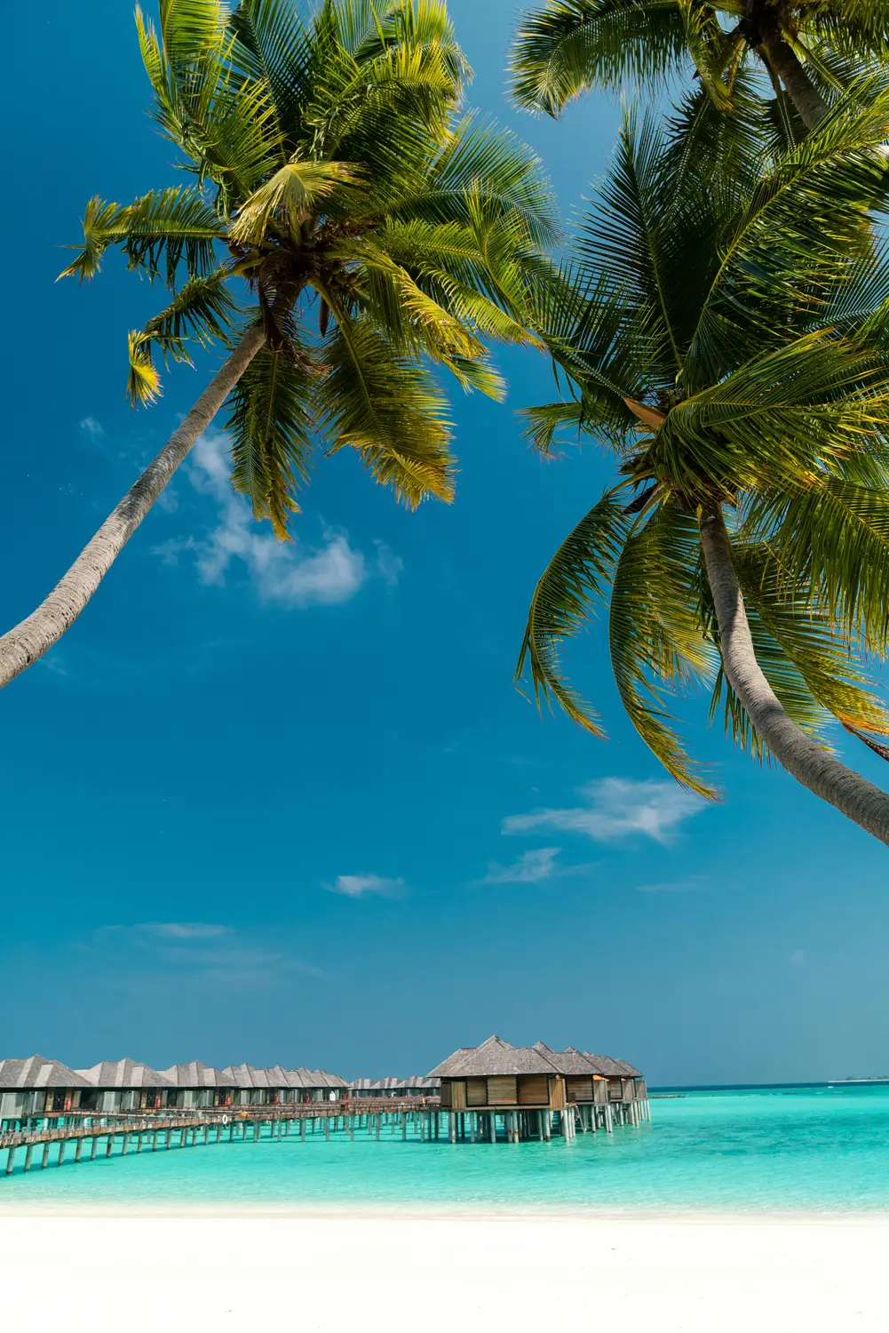 Tropical coconut palm trees framing overwater bungalow jetty and turquoise lagoon with blue sky at Maldives island resort