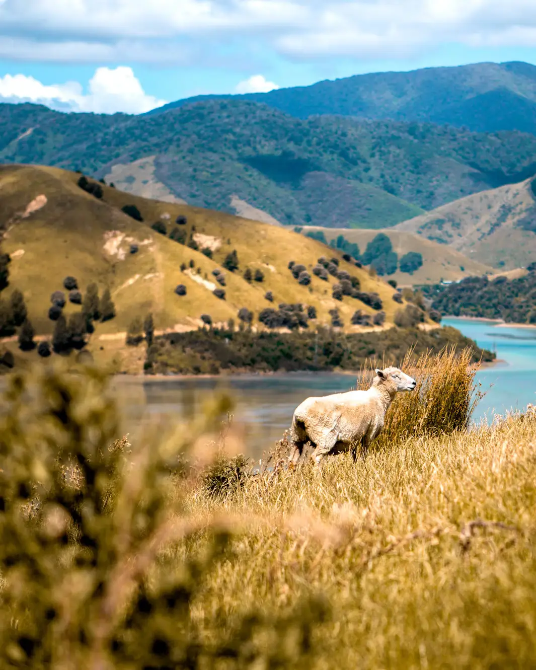 Lone sheep standing on a grassy hillside above a blue lake with rolling hills in the background.