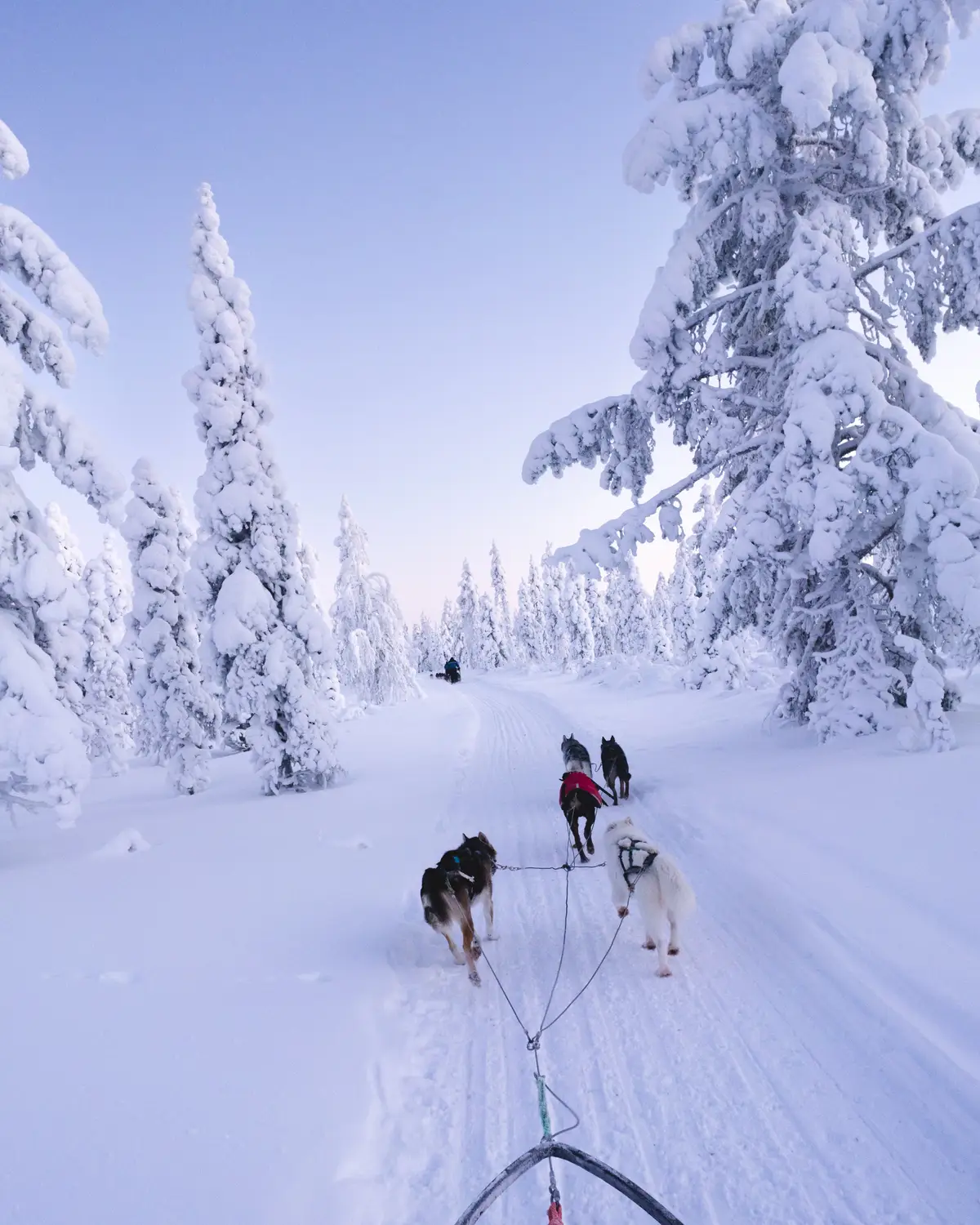 Dog sled team pulling a sled along a snowy forest trail lined with heavily snow-covered trees.