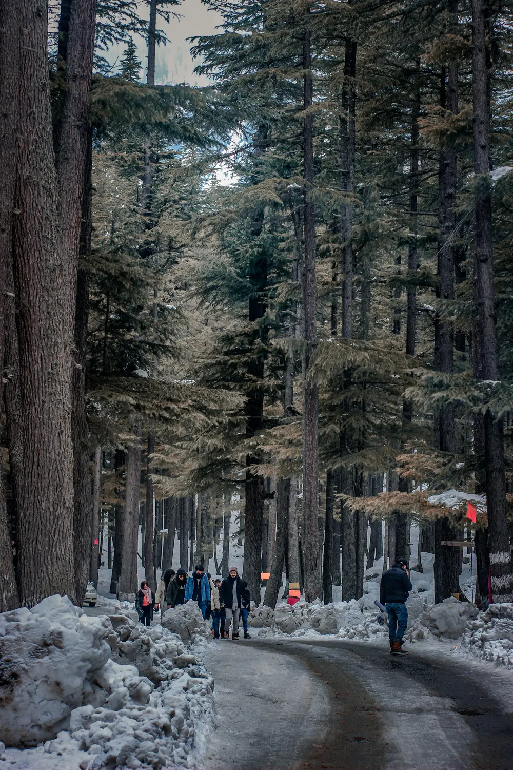 People walking through snow dusted pine forest trail in winter Pakistan