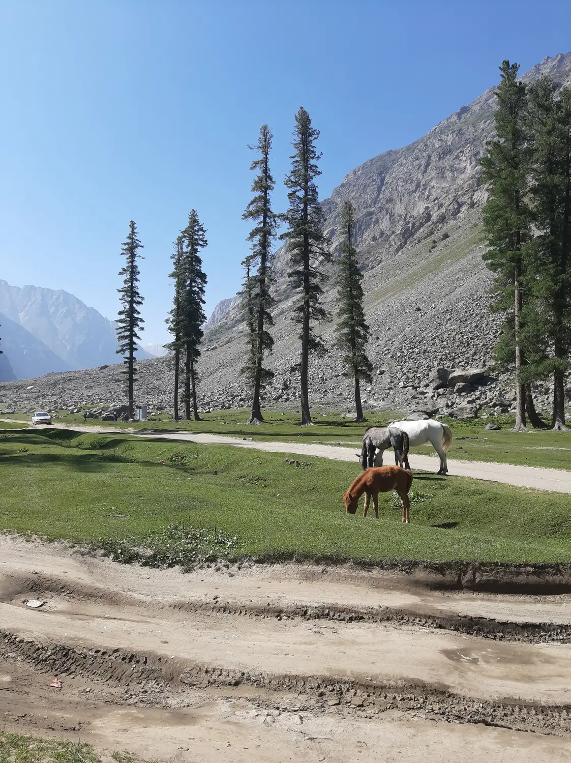 Horse grazing on green meadow with pine trees and rocky mountains Gilgit-Baltistan Pakistan