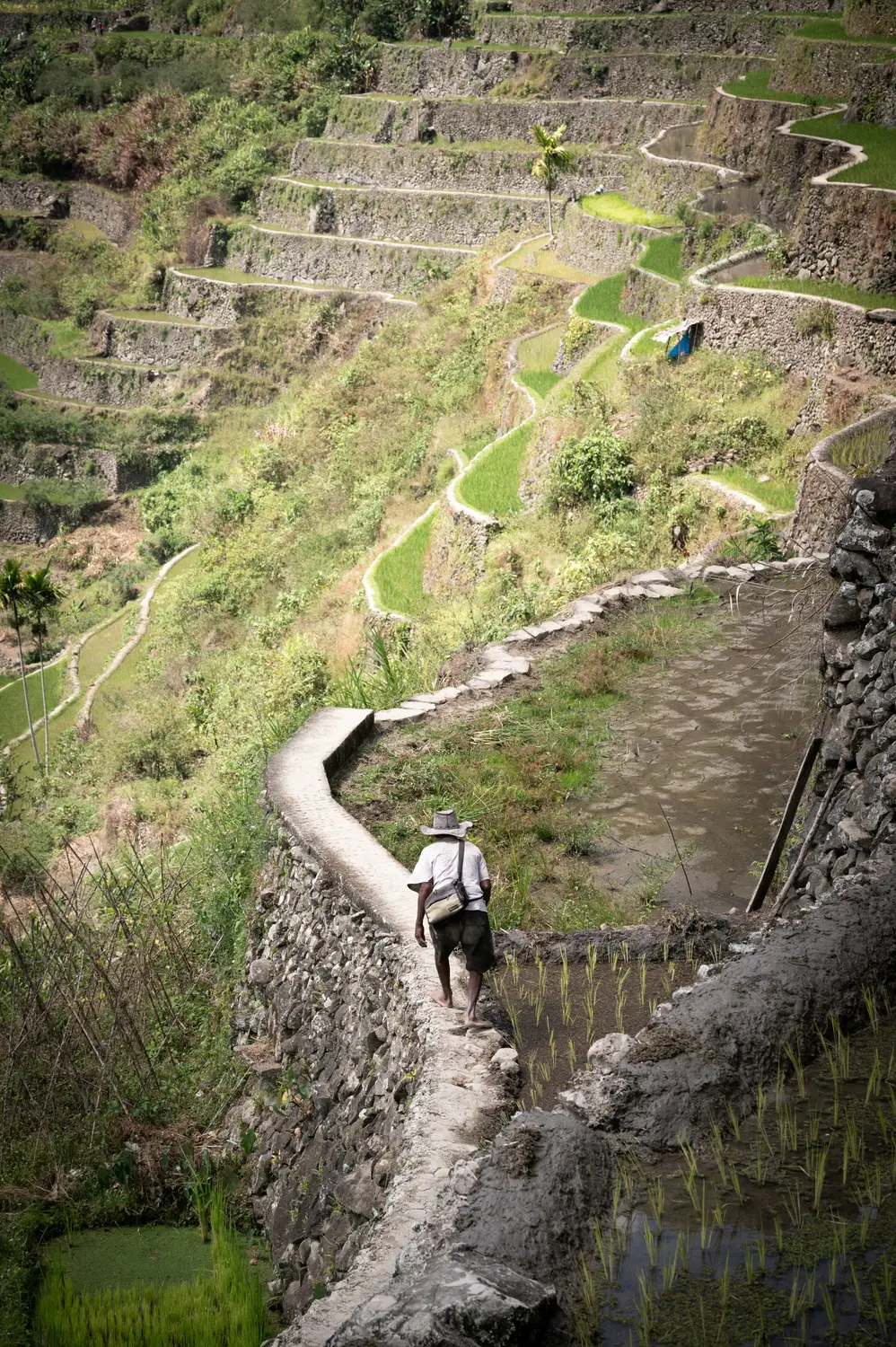 Hiker walking a narrow path through the terraced rice fields of the Cordilleras in the Philippines.