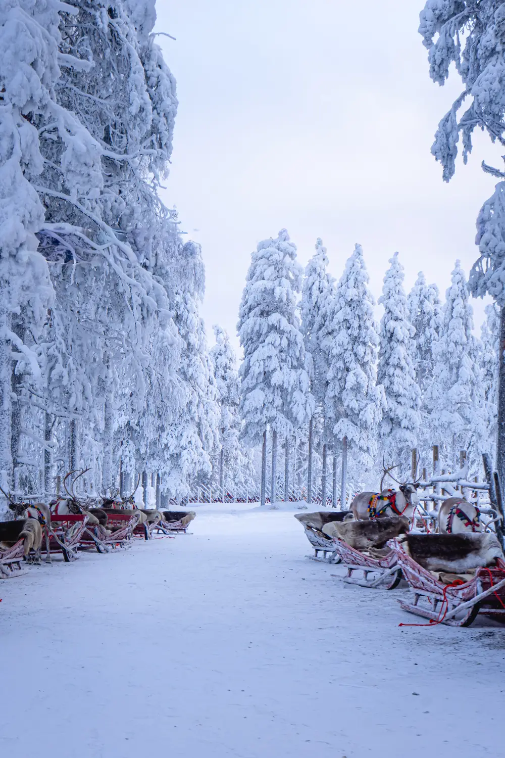 Snow-covered forest road lined with reindeer and sleds beneath heavily frosted trees.