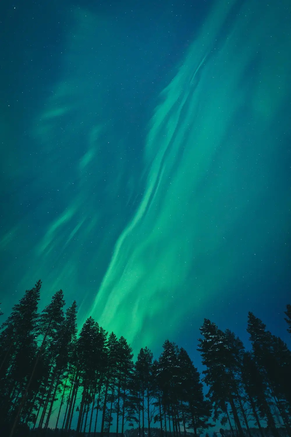 Aurora borealis glowing green across a starry night sky above a dark pine forest.