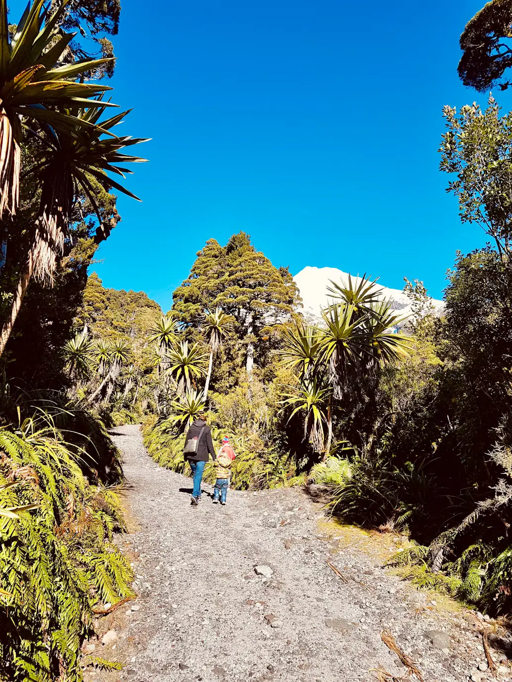 Gravel trail through native forest with two people walking toward a snow-capped mountain under a clear blue sky.