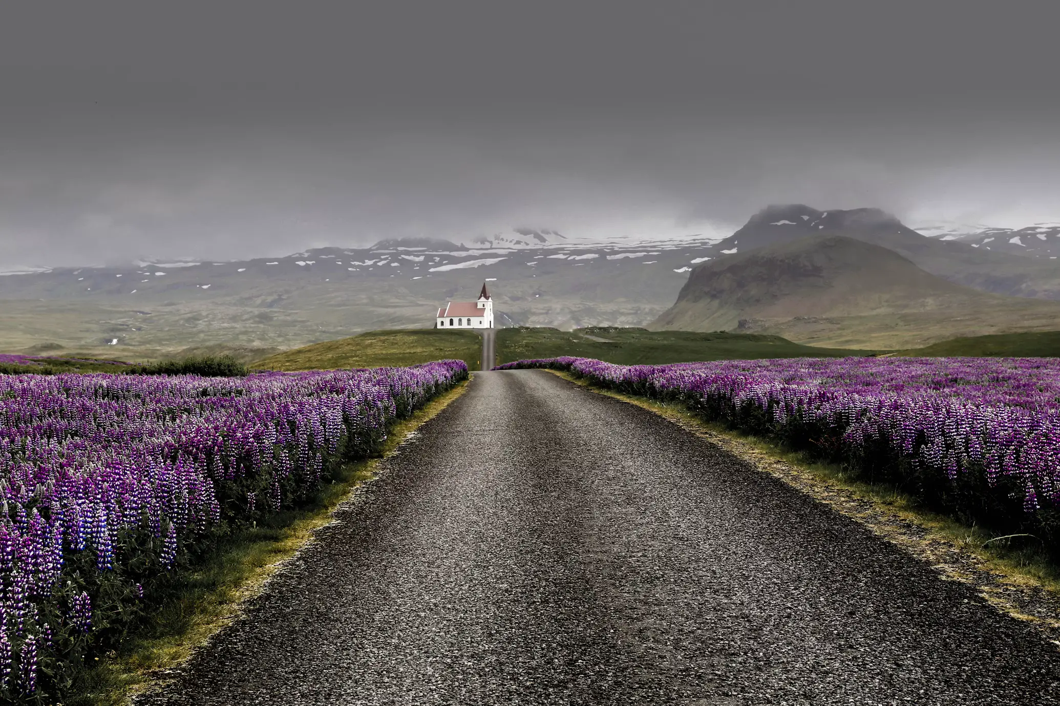 Gravel road lined with purple lupine fields leading to a small white church, mountains in the background under overcast sky, Iceland.
